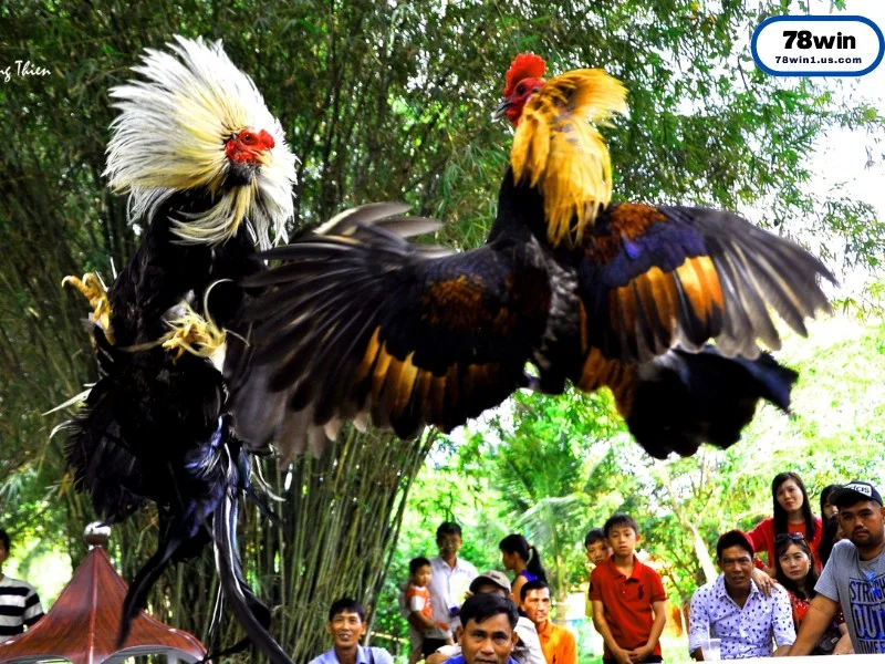 Đặc Điểm “Nhận Dạng” Một Chiến Kê Mỹ Đẳng Cấp