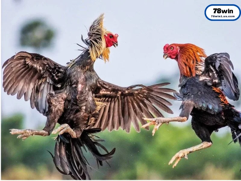Luật Chơi Đá Gà Cựa Sắt Cơ Bản Cho Người Mới
